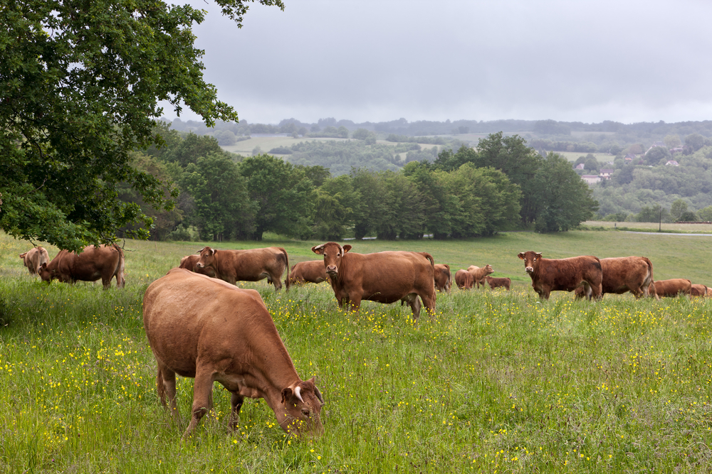 Koeien in de Limousin